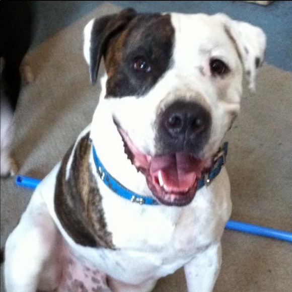 Meet your Posher, Sara - Picture 1 of 1